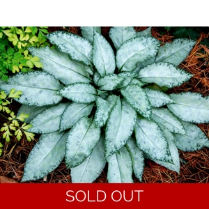 Pulmonaria 'Excalibur'